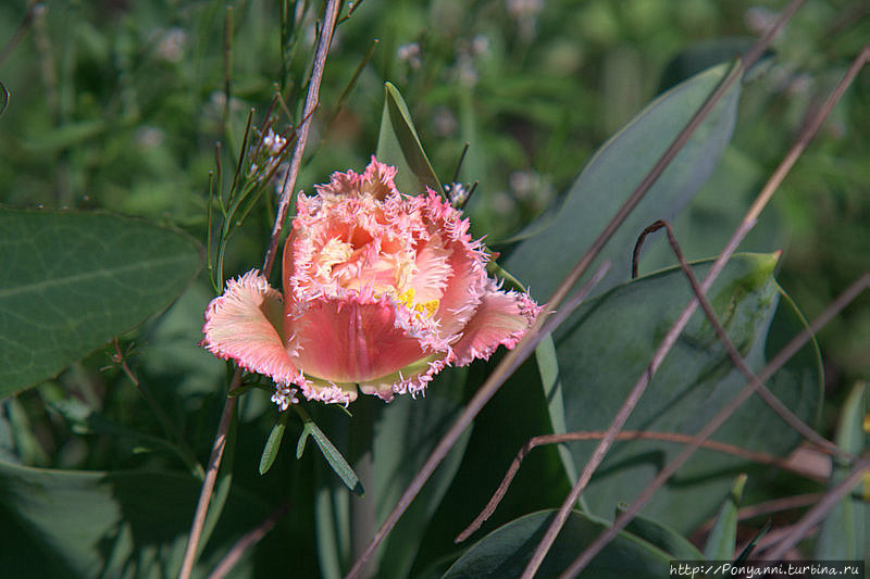 Леонберг. Цветет померанцевый сад Леонберг, Германия