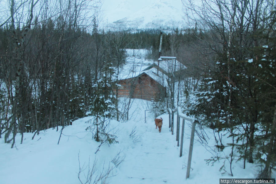 Милый глупый Чупакабра Мурманская область, Россия
