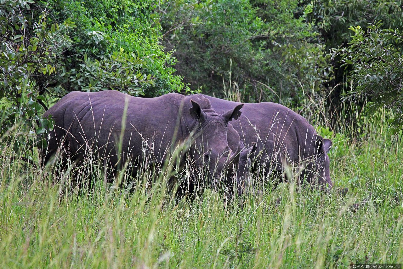 Зива-Рино заповедник Зива-Рино Национальный Парк, Уганда