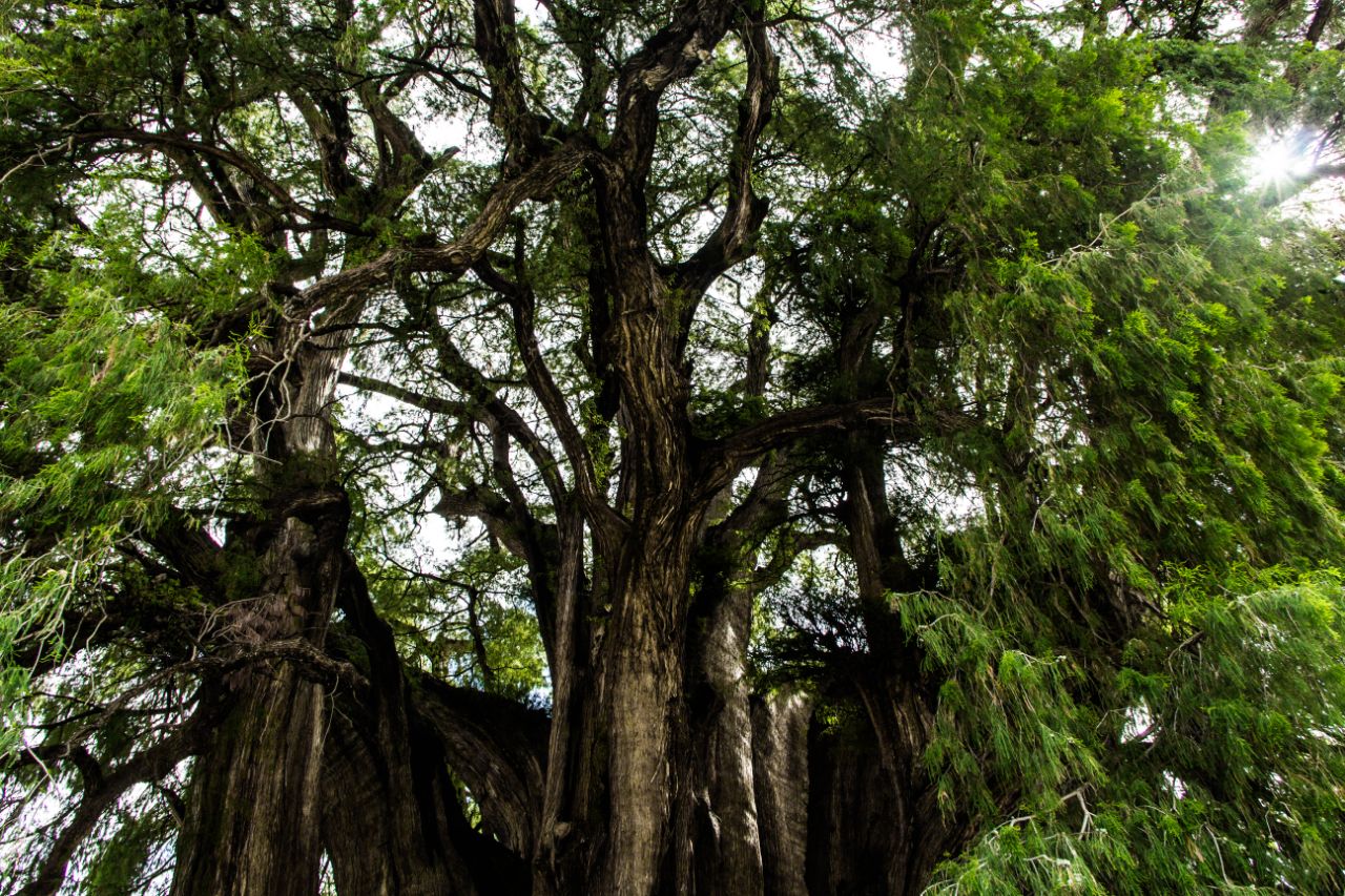 дерево Туле – El Árbol del Tule Санта-Мария-дель-Туле, Мексика