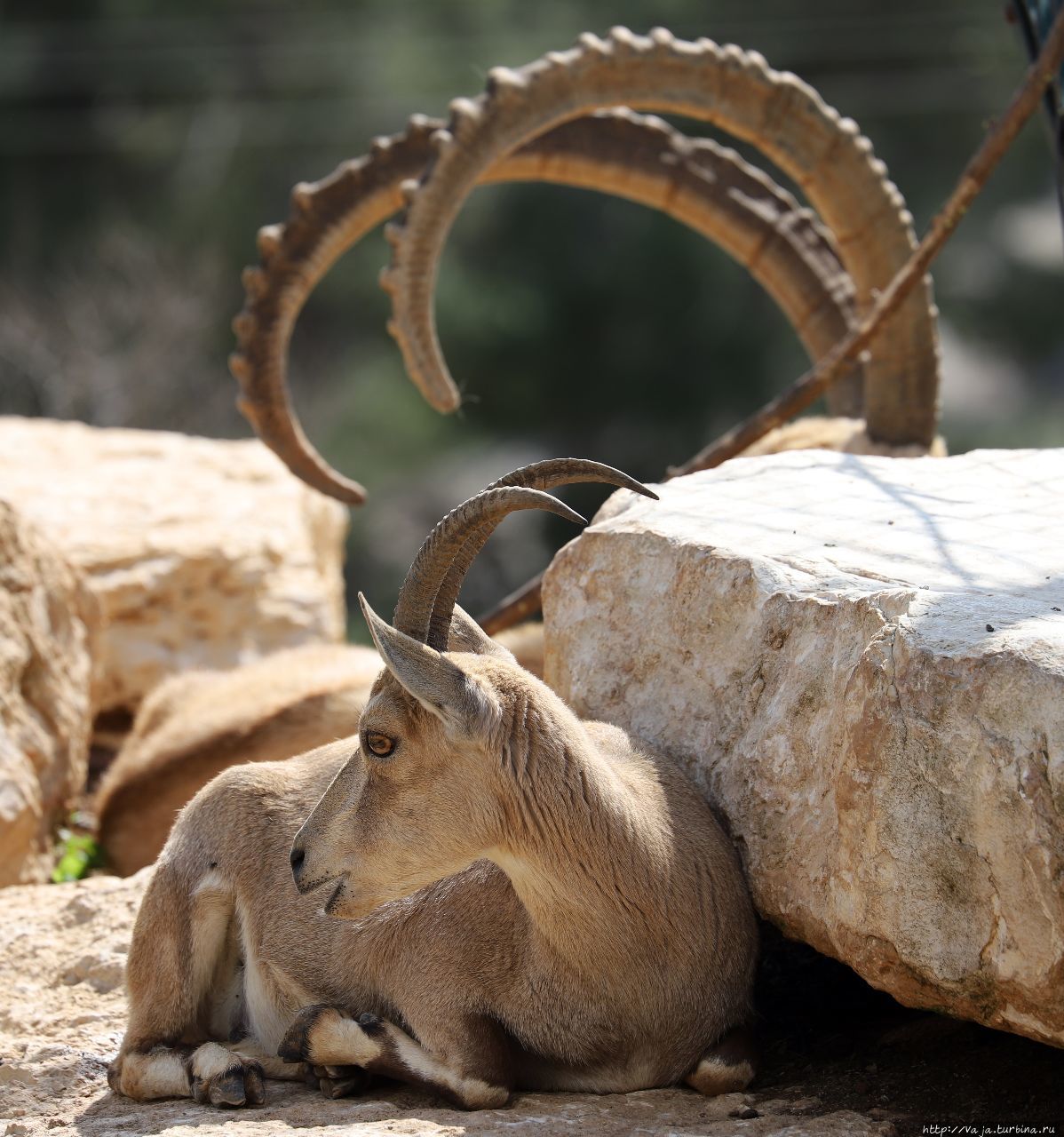 Библейский зоопарк Иерусалима Иерусалим, Израиль
