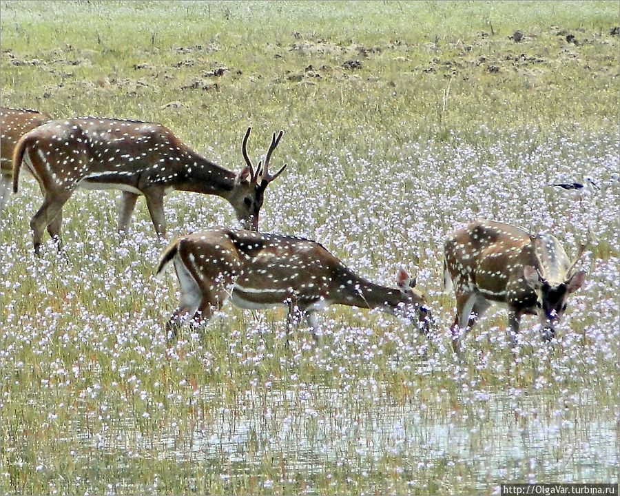 Особенно красиво смотрелись стада пятнистых оленей, пасущихся на цветущих лужайках. Уилпатту Национальный Парк, Шри-Ланка