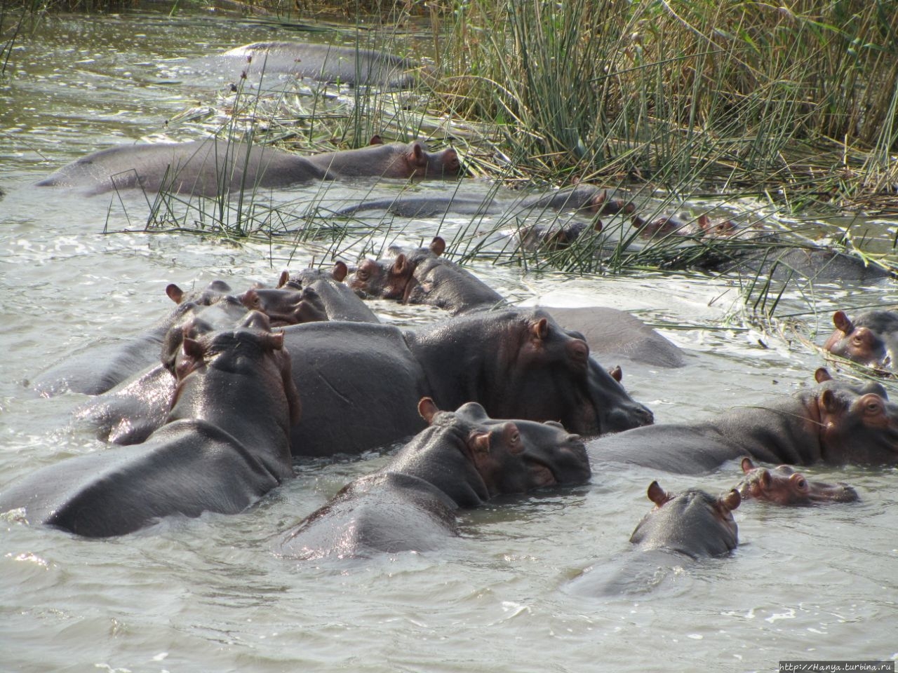 Водно-болотный резерват Санта-Лусия Болота Исимангалисо Национальный парк, ЮАР
