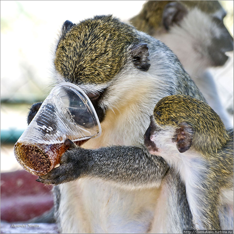 К примеру, очень многие мартышки легко выучиваются жевать табак. Среди обезьян встречаются и пьяницы, при первой возможности напивающиеся до потери сознания...
* Хургада, Египет