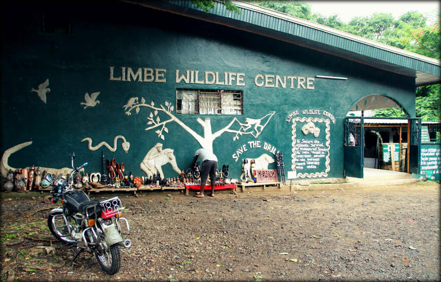 Самая красивая обезьяна Лимбе, Камерун
