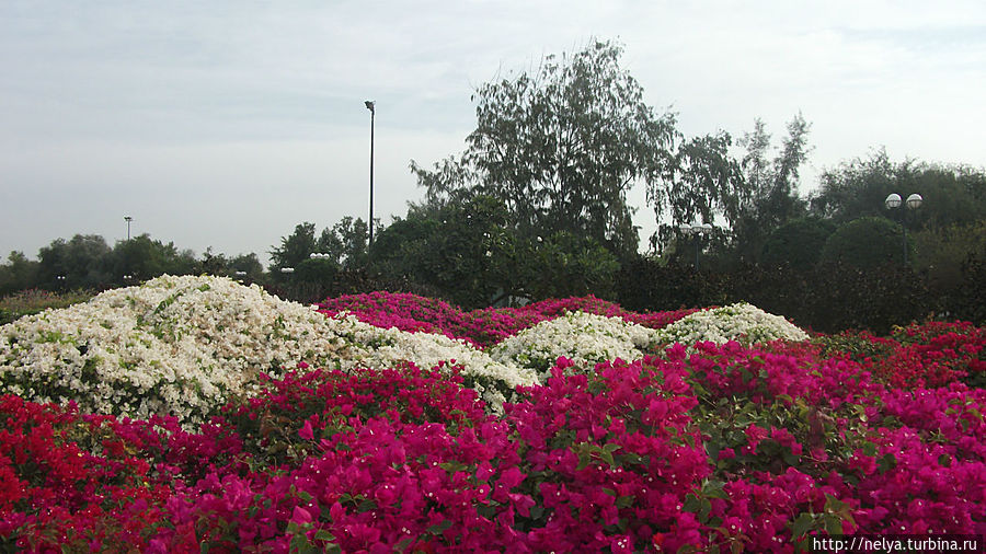 Парк на пляже Мамзар Дубай, ОАЭ