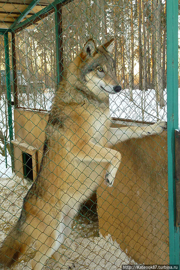 Костромской зоопарк-огромная территория и маленькие вольеры! Кострома, Россия