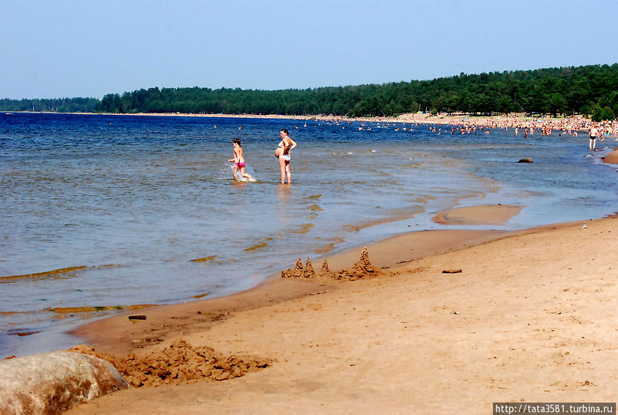 Золотые пески пляжа в Липово Сосновый Бор, Россия