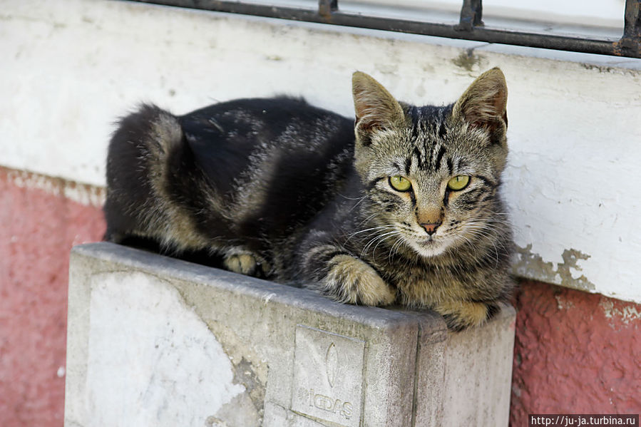 Наш приотельный Кот)