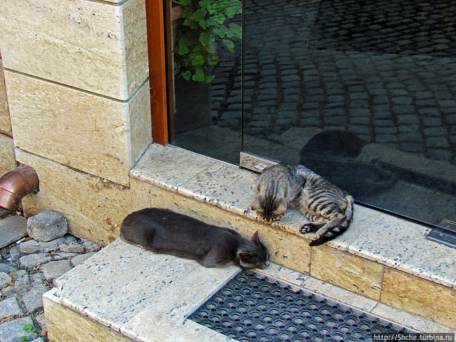 порог нашего отеля, какой альбом без кошек?