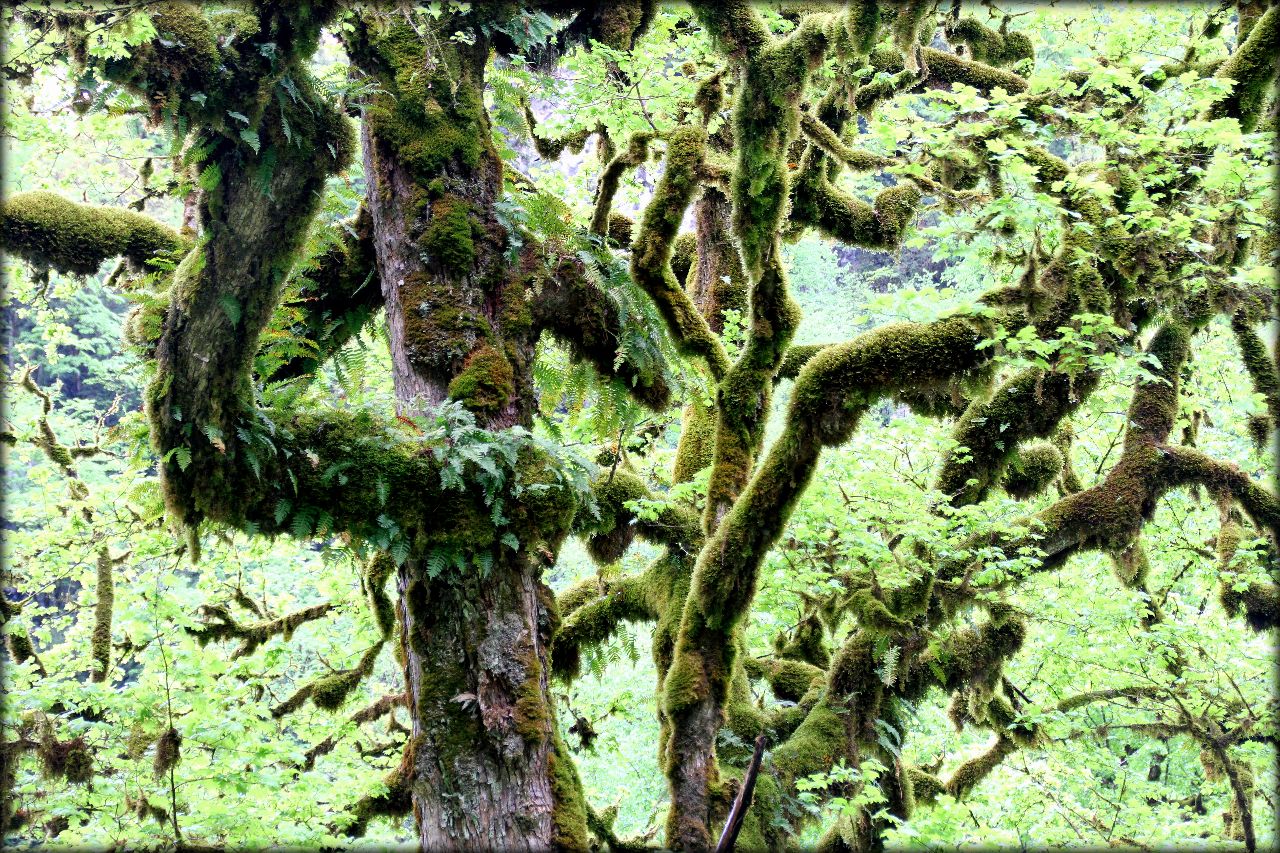 Деревья во мху Абхазия