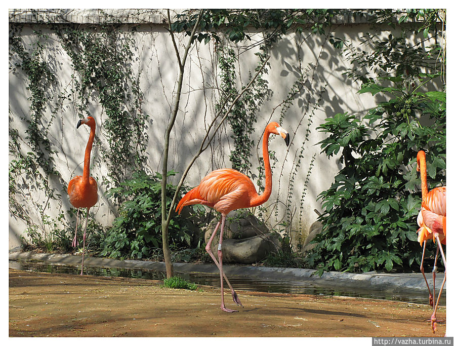 Зоопарк Шанхая Шанхай, Китай