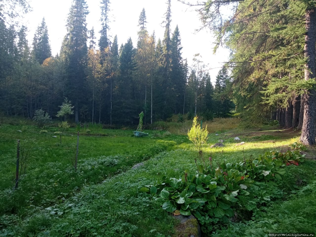 Ботанический сад Соловецкие острова, Россия