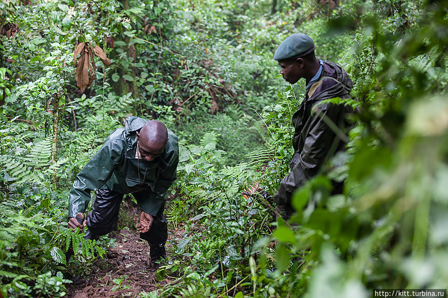 Поиск горилл занимает от 15 минут до нескольких часов. Мы продирались через джунгли довольно долго. Моросящий дождь размыл тропинки.
Кто-то то и дело скатывался кубарем в колючки, и рейнджерам приходилось частенько вырубать ступеньки в глиняном склоне. Национальный парк Кахузи-Биега, ДР Конго
