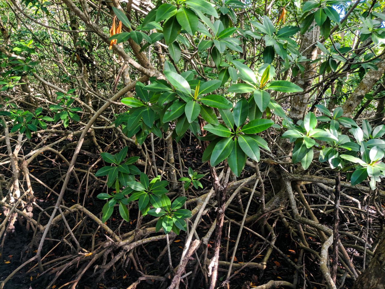 Кайо Левиса. Мангровые деревья Остров Кайо-Левиса, Куба