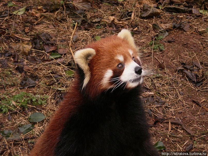 Красная панда. Немного напоминает енота. Чэнду, Китай