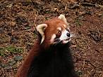 Красная панда. Немного напоминает енота.