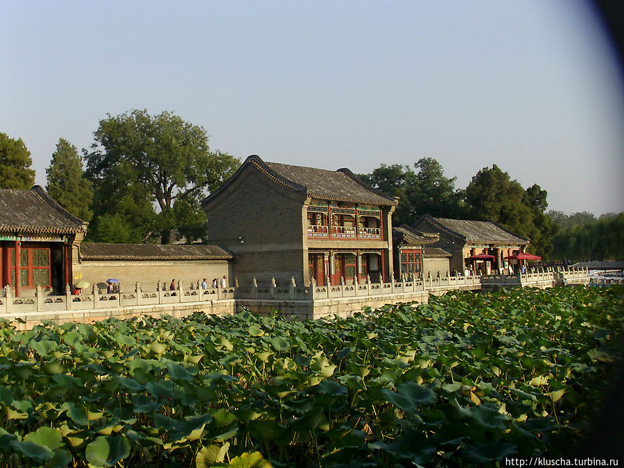 Часть озера заросшая водяными лилиями Пекин, Китай