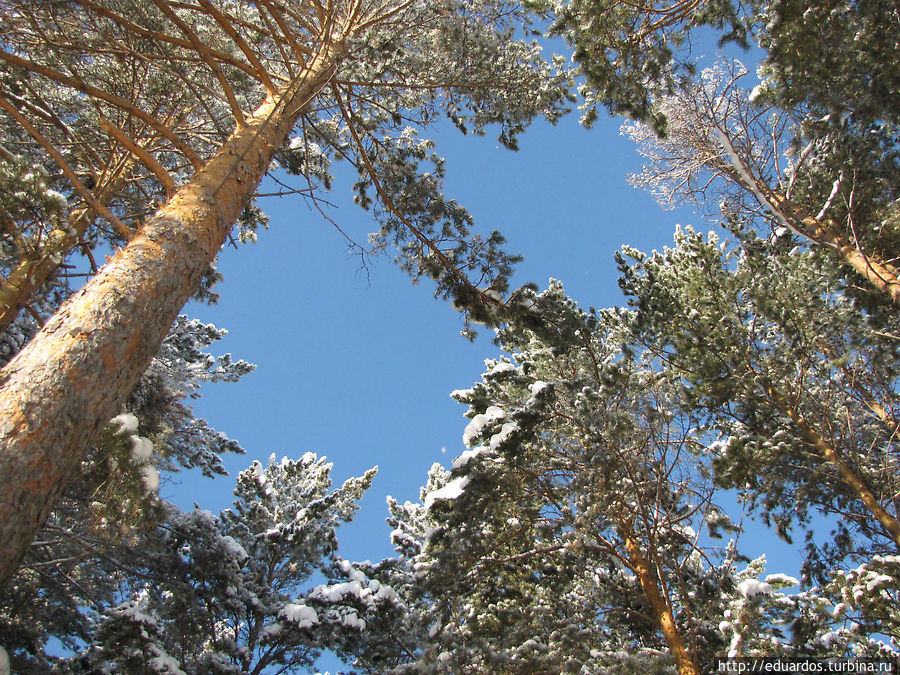 Оттепель в зимнем лесу... Красноярск, Россия