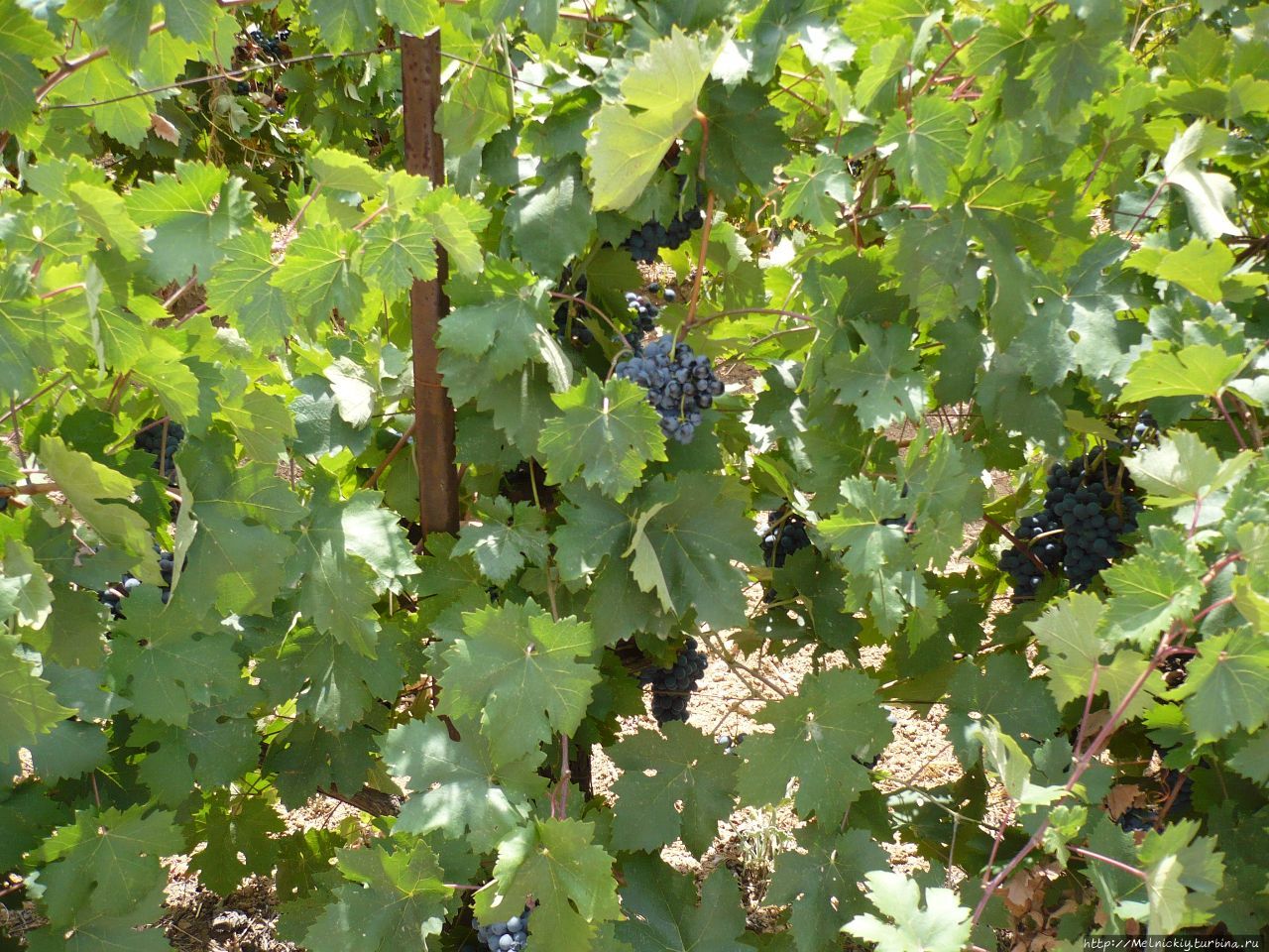 Винодельческая ферма 