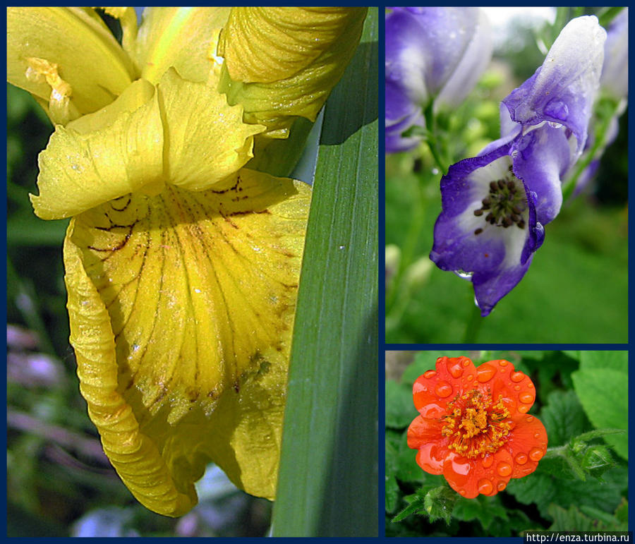 Дачная феерия