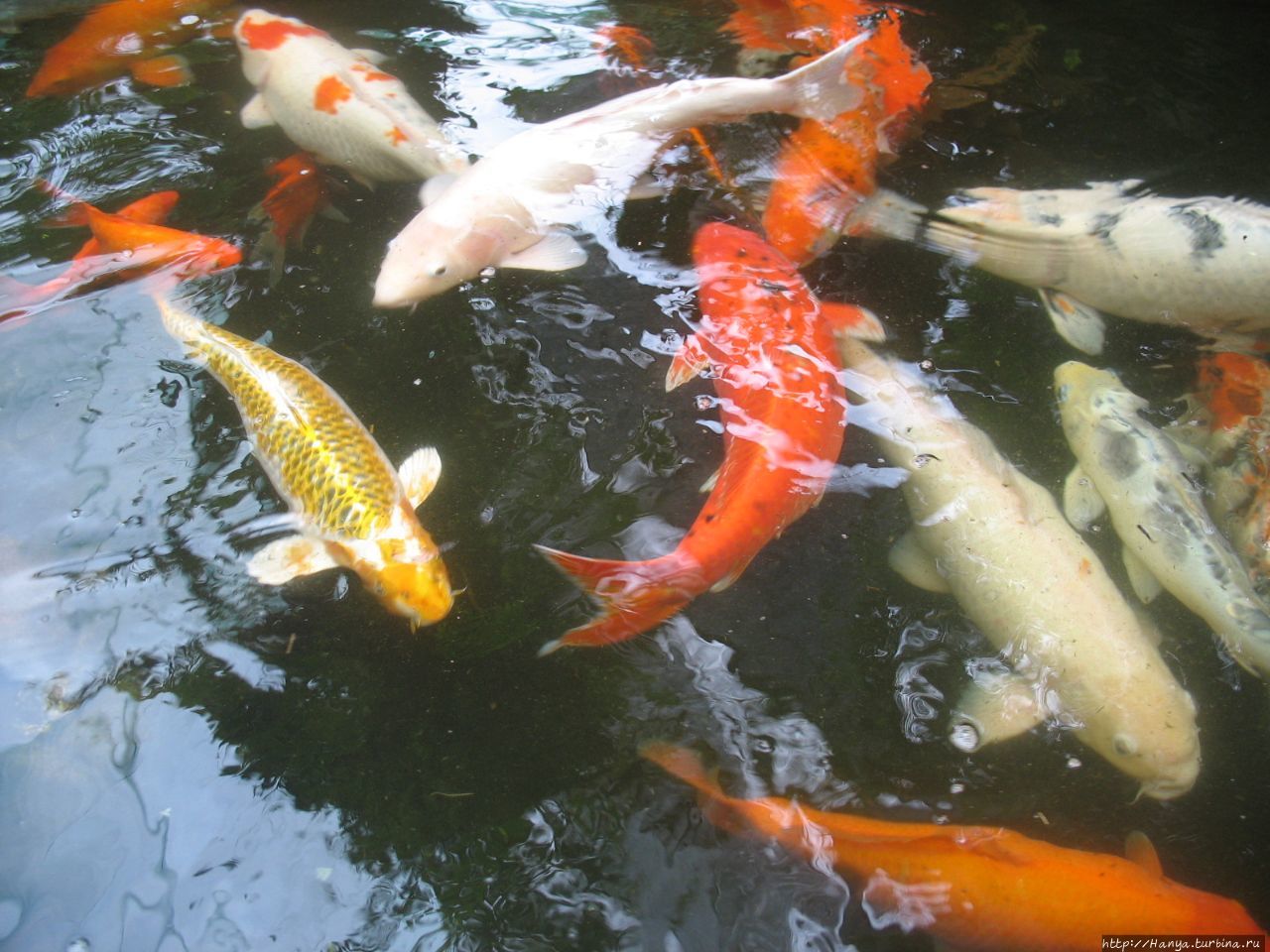 Парк бабочек. Японские ры