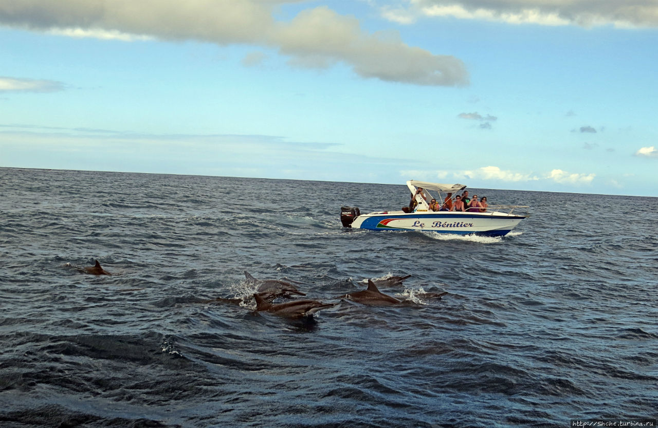 Купание с дельфинами в бухте Тамарен