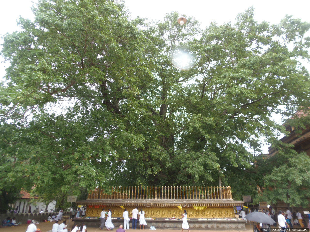 Слева от Храма Келании растет священное дерево Бодхи. Его окружает каменный постамент и ограда для охраны от чересчур ретивых прихожан. Верующие искренне считают, что в его тени некогда отдыхал, медитировал и читал проповеди сам Будда. Келания, Шри-Ланка