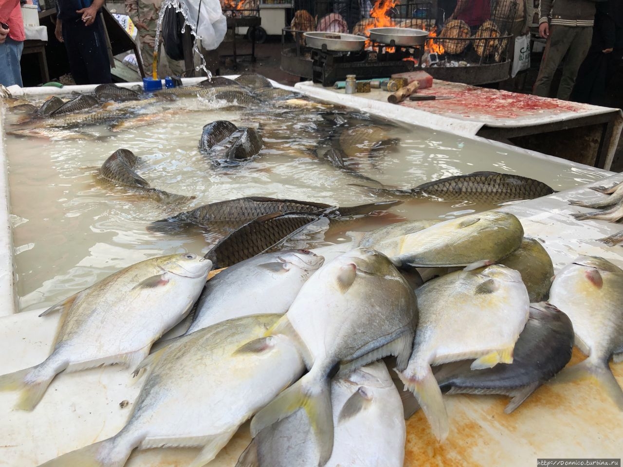 Рыбный рынок Багдада Багдад, Ирак