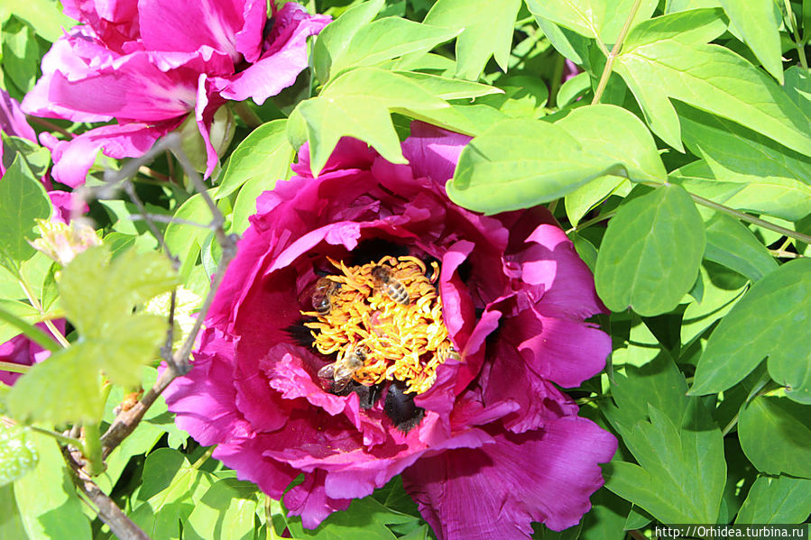 Цветочный мед в таблетках Харьковская область, Украина