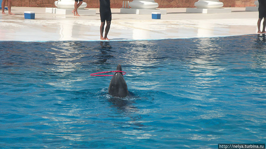 Dolphin Parc- лучшая достопримечательность Аланьи