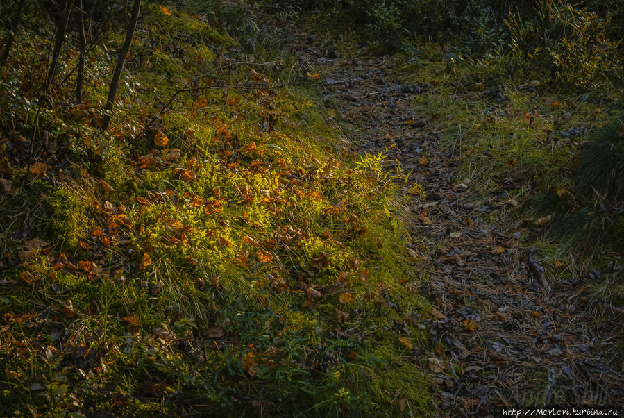 Прогулка в осеннем Лиелупе Юрмала, Латвия
