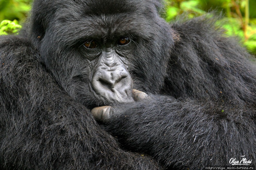 Уганда и Руанда: экспедиция к горным гориллам