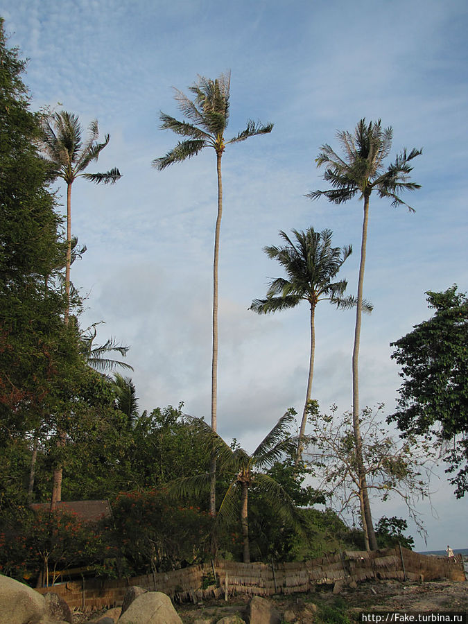 красивые ровненькие и высоченные пальмы Остров Самуи, Таиланд