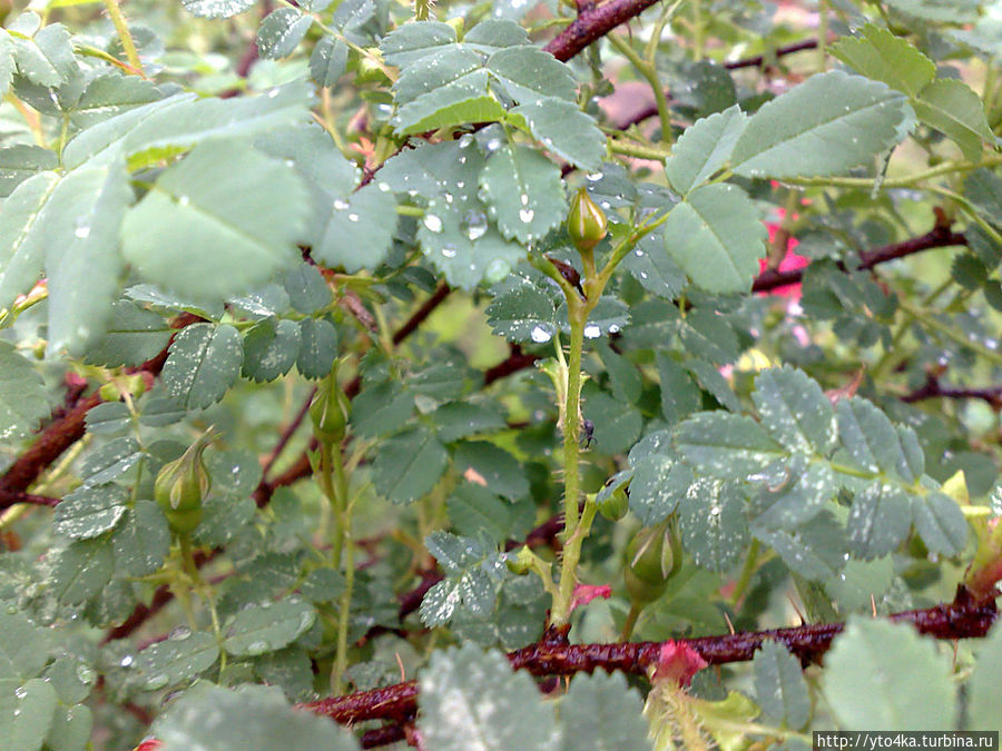 Благодатные капли дождя Раменское, Россия