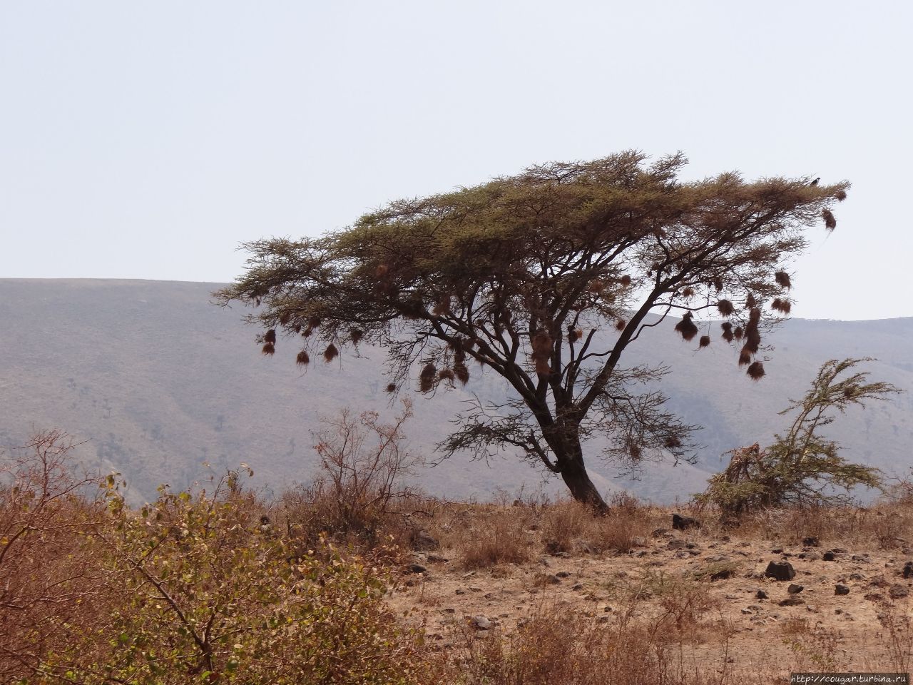 Дерево акации, с которого, словно елочные шары, свисают гнезда ткачиков. Нгоронгоро (заповедник в кратере вулкана), Танзания