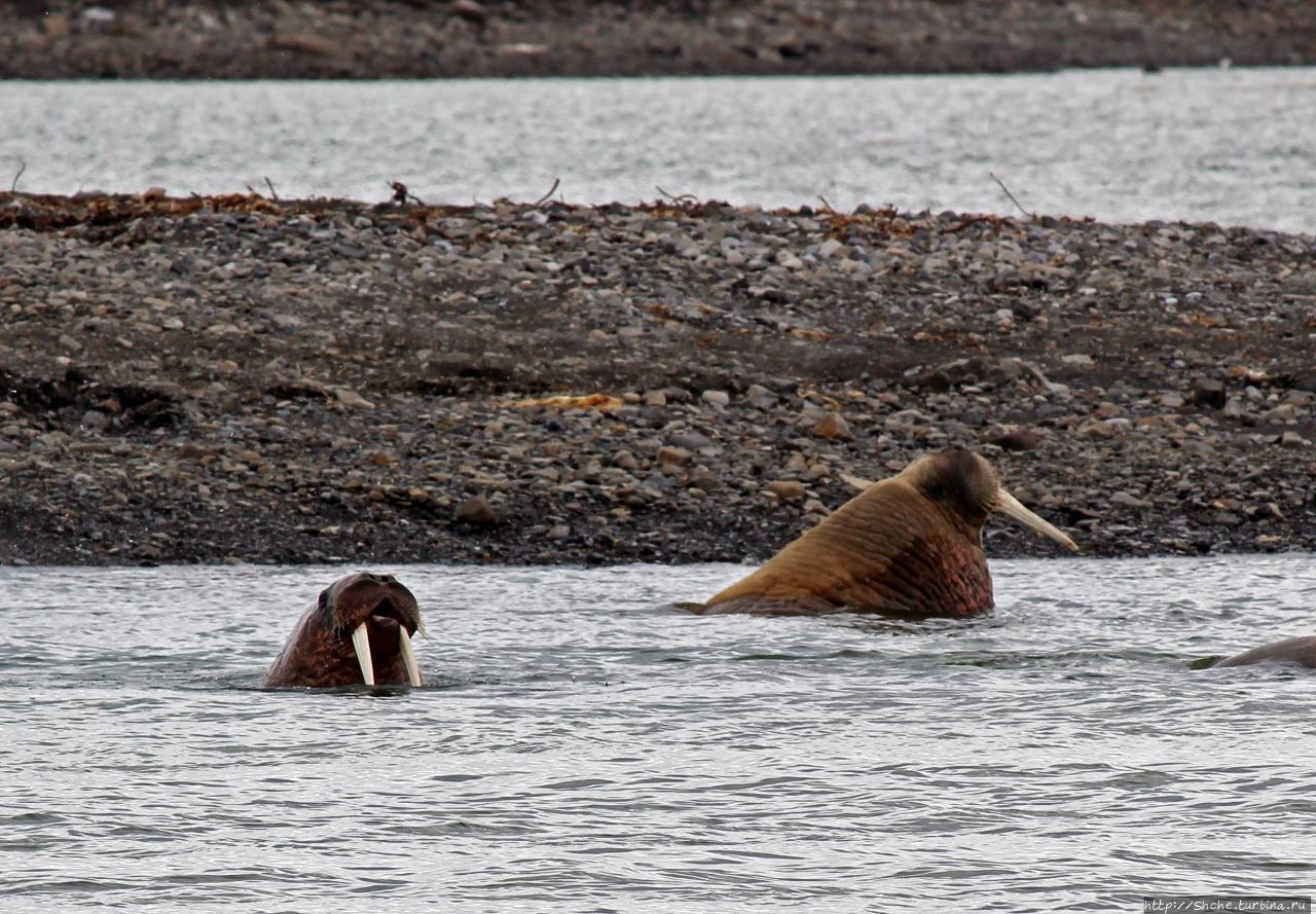 Остров Акселойя / Akseloya