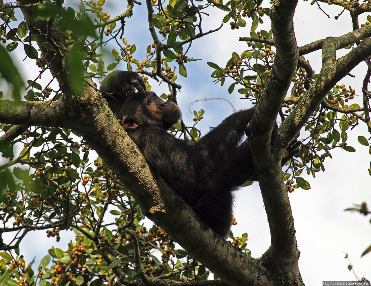 Трудно снимать черных шимпанзе в черном лесу, особенно утром