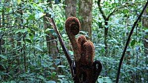 Побеги папоротника (обезьяний хвост)