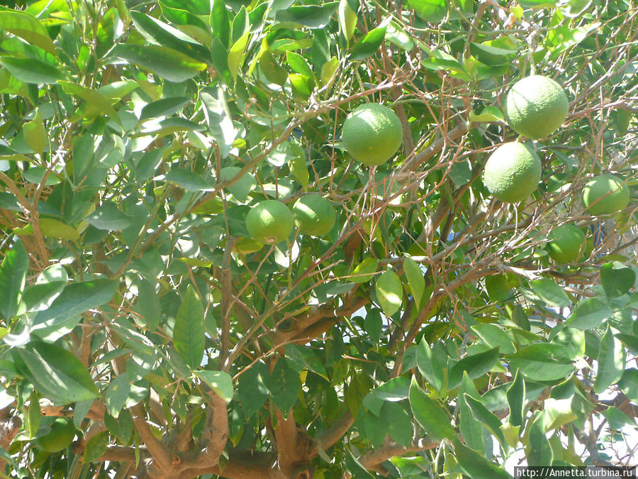 апельсины, Агиос-Николаос, Греция