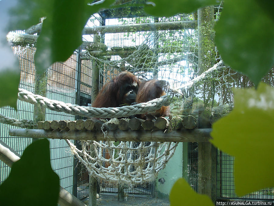 Зоопарк в Барселоне (Barcelona Zoo) находится практически в центре города. Это одно из популярных и наиболее часто посещаемых мест в Барселоне. Замечательный вариант отдыха для всей семьи. Здесь содержится около 8000 животных и более 400 видов со всех континентов земного шара. К радости и детей, и взрослых, в зоопарке представлены веселые и игривые детеныши диких кошек...