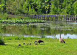 Семейка залетевших канадских гусей