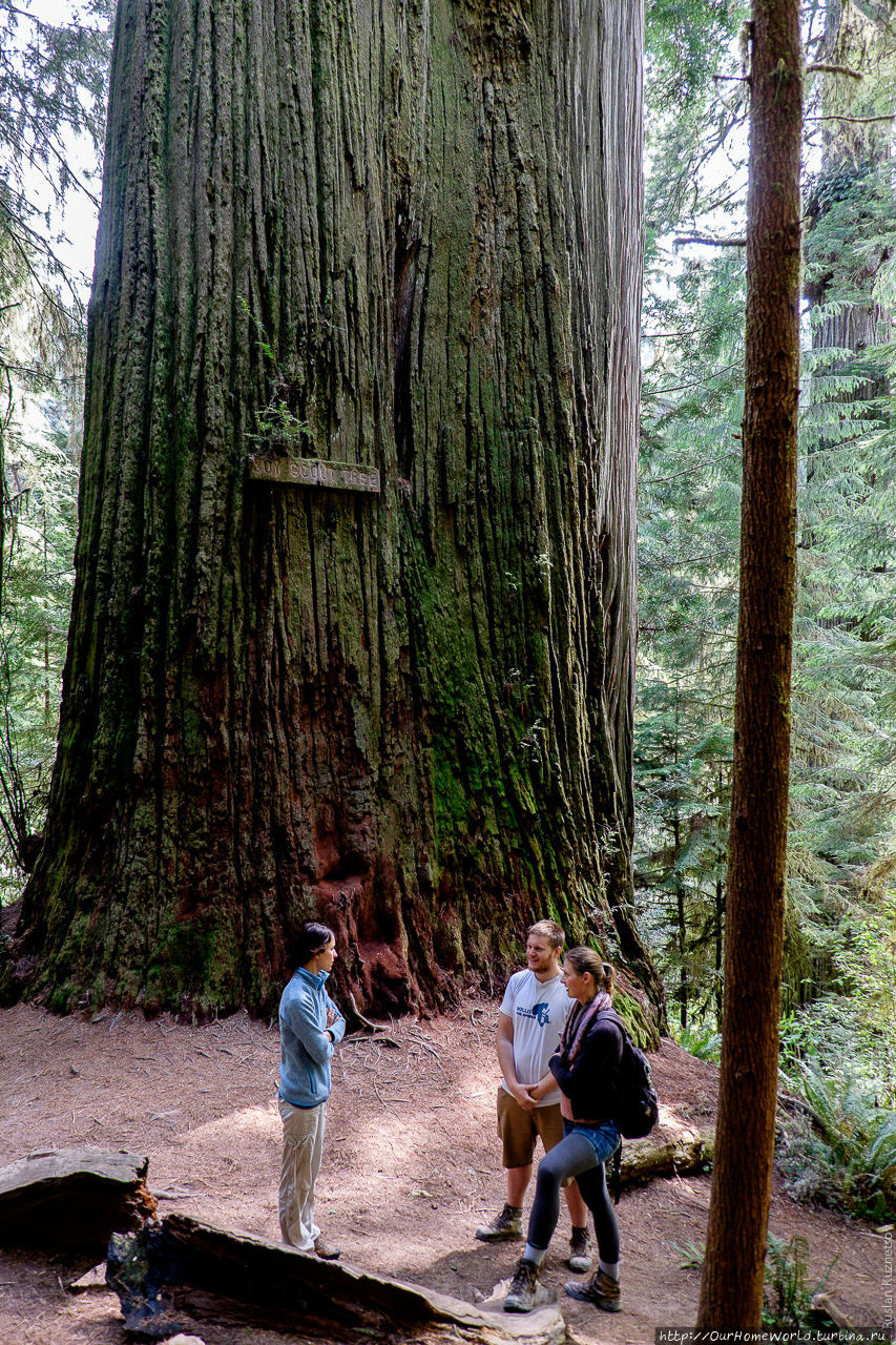 33. У огромного дерева под именем «Boy Scout Tree» общаемся с ребятами из Германии. Это еще один бонус штатов: в интересных местах здесь всегда можно встретить иностранцев из любых уголков планеты. Особенно там, куда нужно добираться пешком. CША