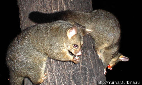 Поссумы — ночные животные Штат Тасмания, Австралия