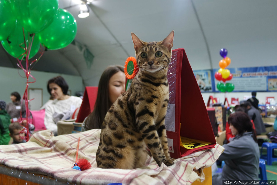 Бенгальская кошка. Южно-Сахалинск, Россия