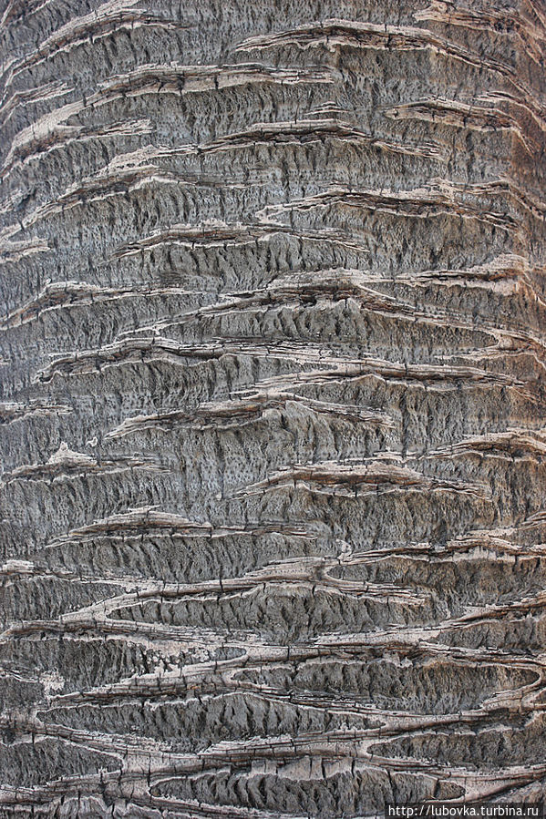 Какая колоритная фактура ствола Канарской финиковой пальмы. Остров Тенерифе, Испания