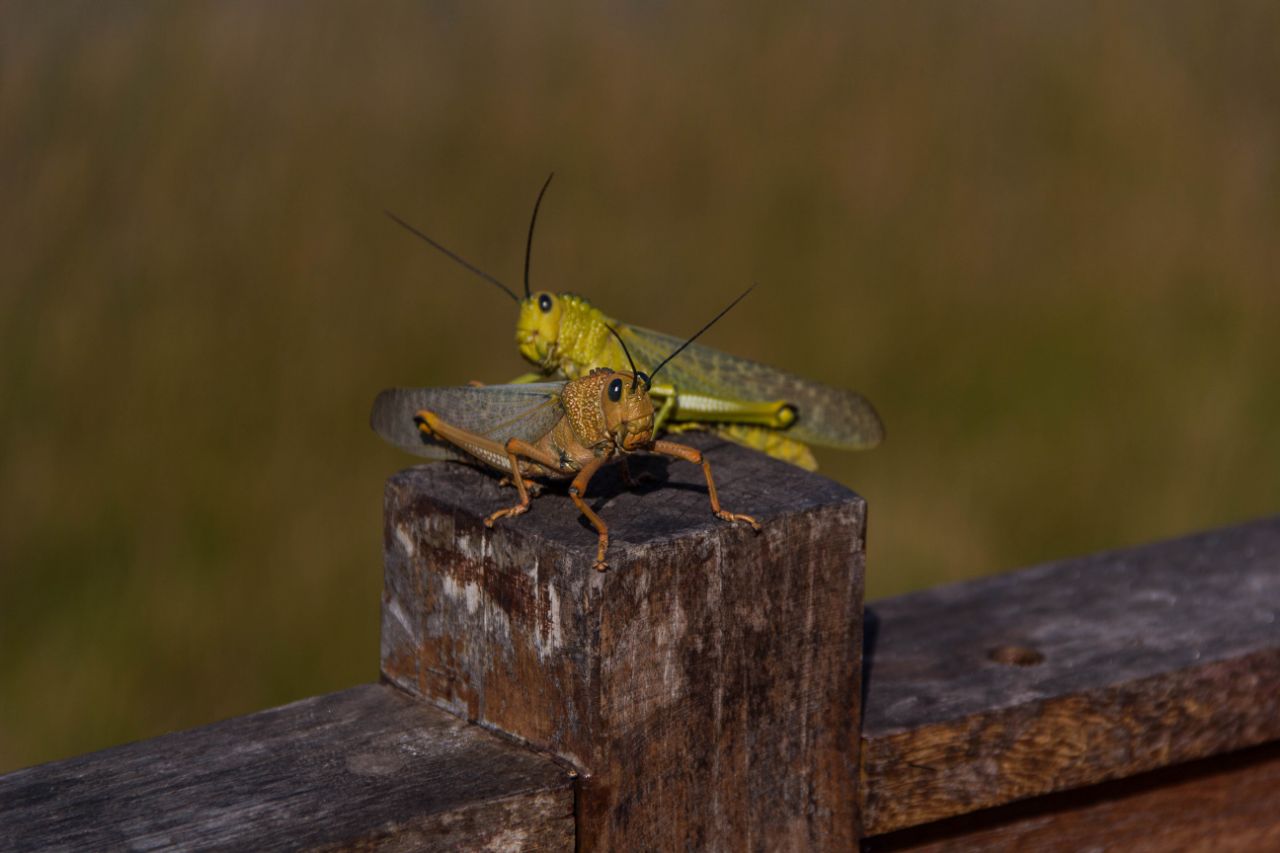 Озеро Коба Коба, Мексика Озеро Коба Коба, Мексика