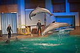 дельфинарий, у дельфинов главная в стае девочка Веера, где же она?