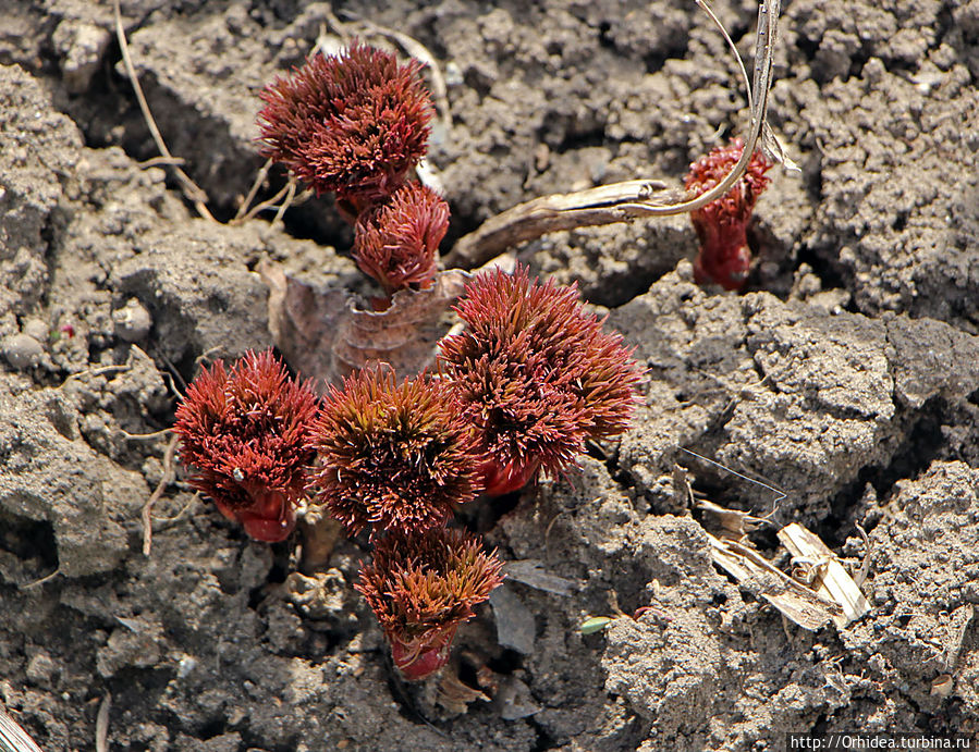 пион Харьковская область, Украина