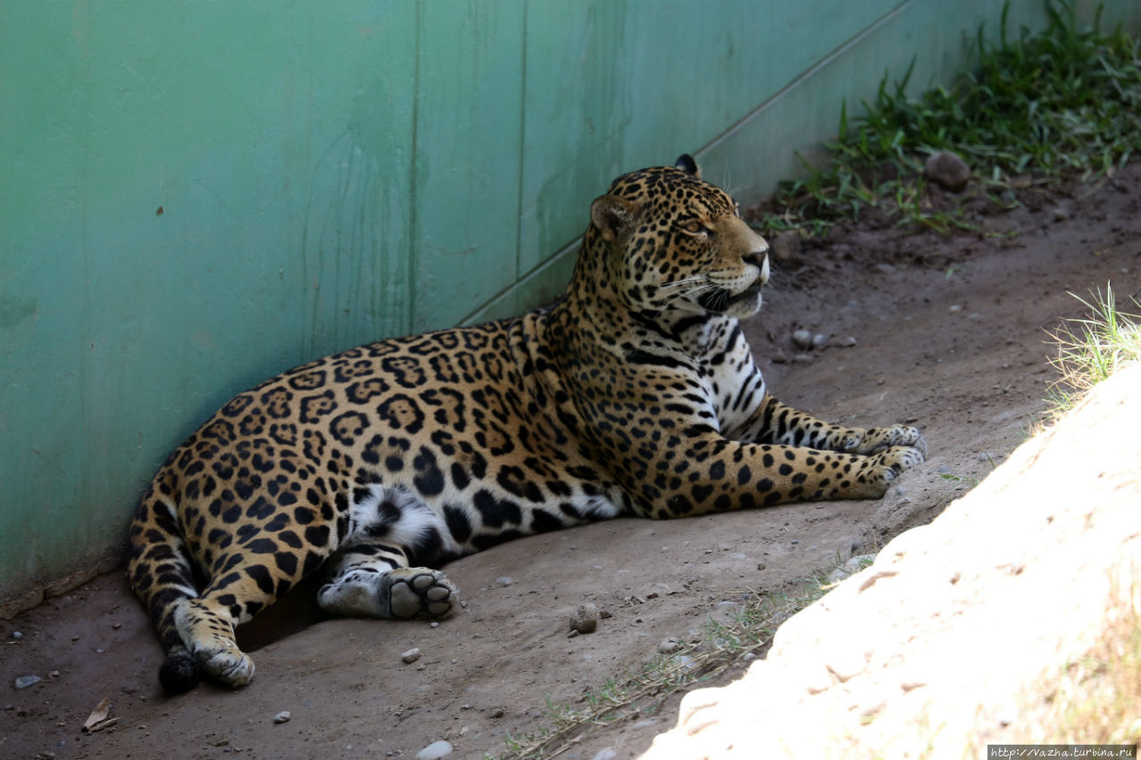 Зоопарк Лимы Лима, Перу